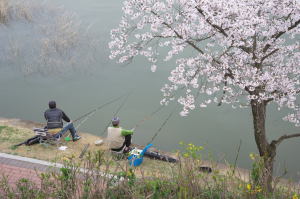 普門湖にて桜